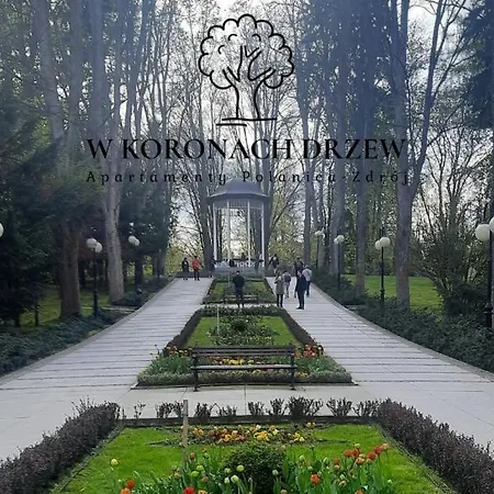 W Koronach Drzew