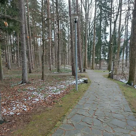 W Koronach Drzew *
