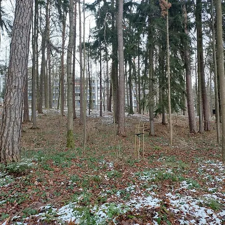 W Koronach Drzew Appartement *