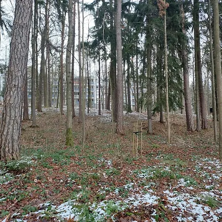 W Koronach Drzew Apartment *