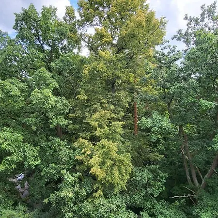 Appartement W Koronach Drzew