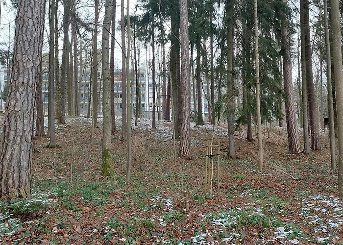 W Koronach Drzew Apartment *